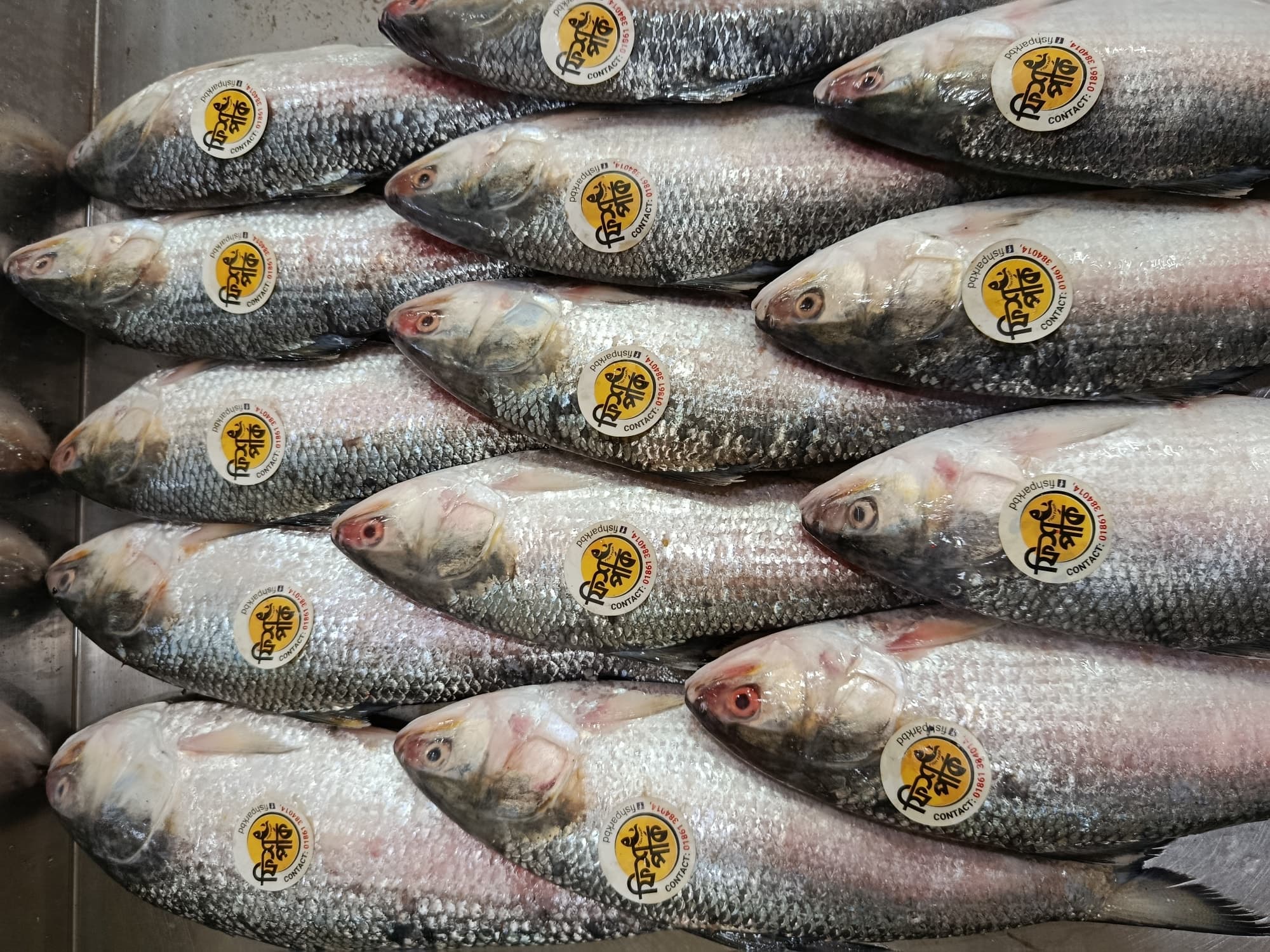 Hilsha