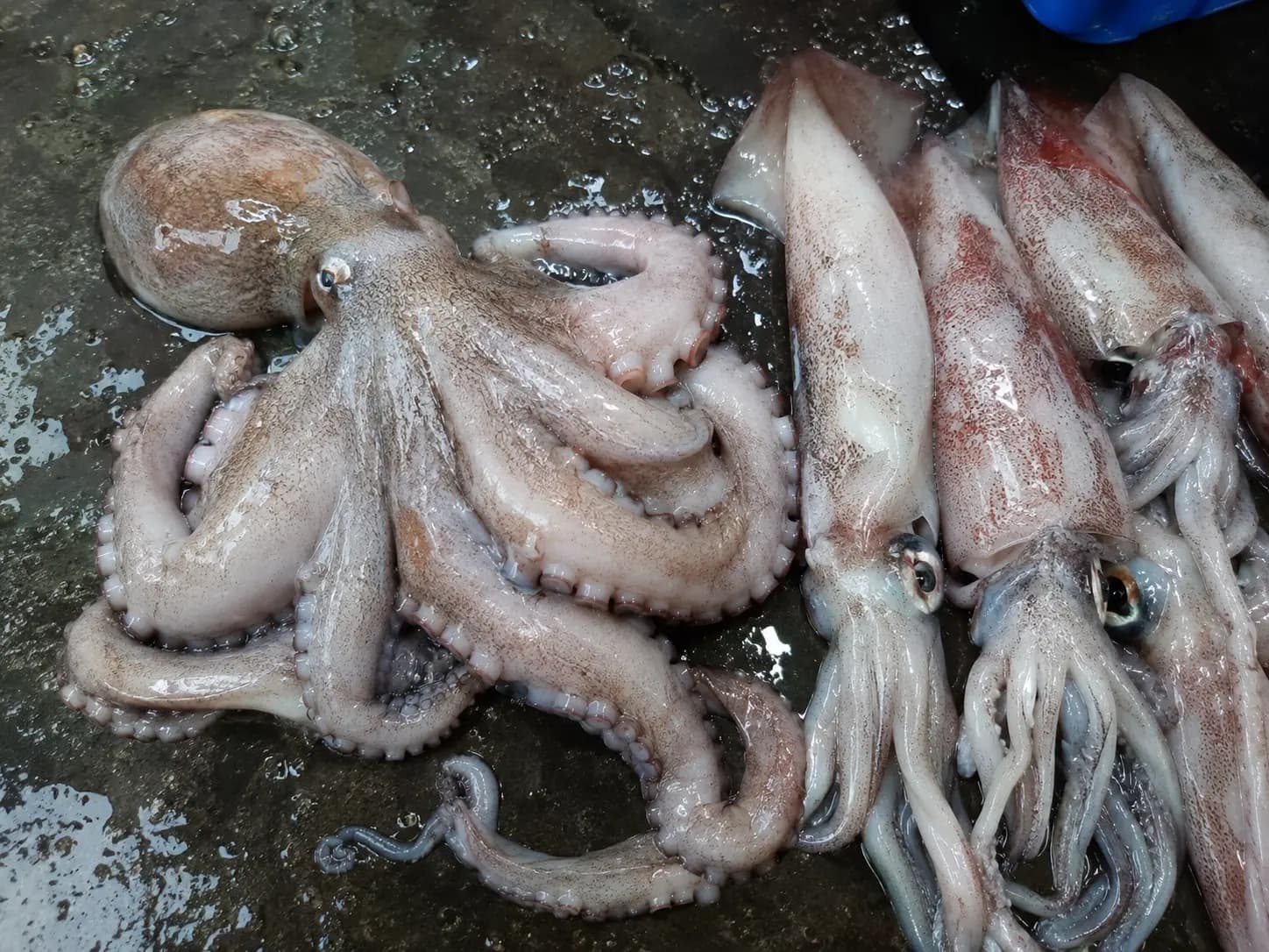 Squid & Octopus