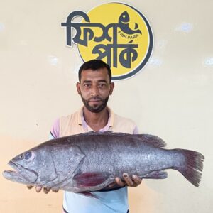Fresh Black Hamur Premium Fish