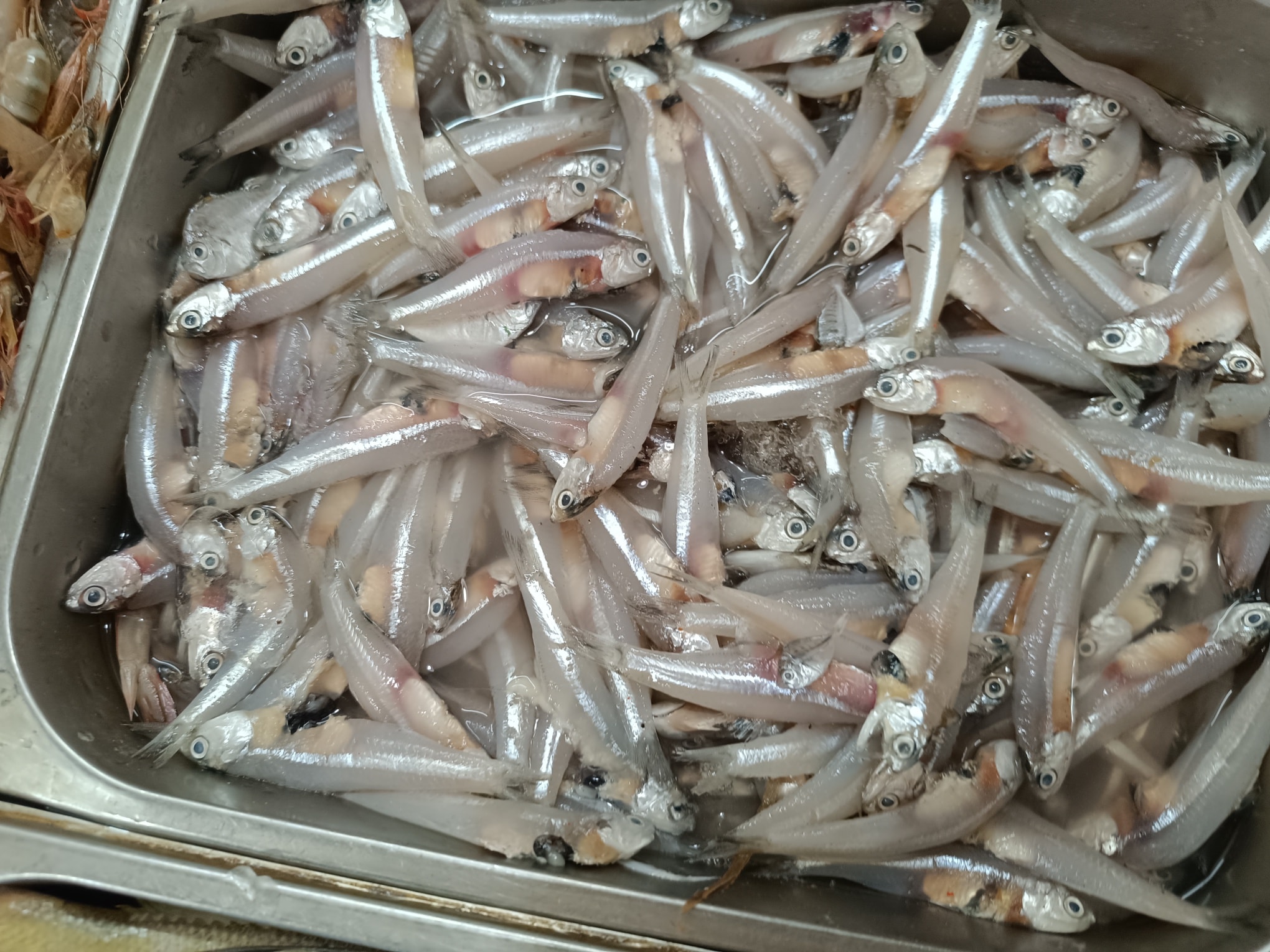 Sea Moilla - Image 2