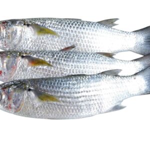 Fresh Faisha fish displayed on a white background.