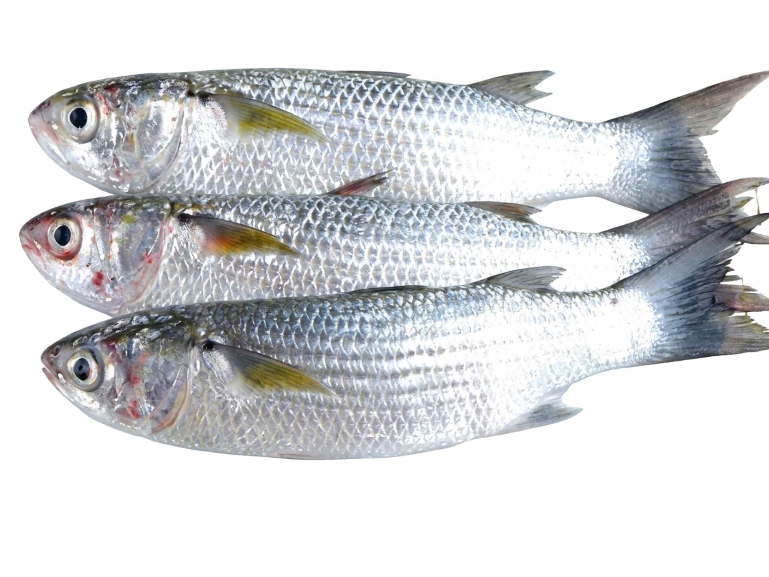 Fresh Faisha fish displayed on a white background.