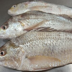 Fresh Datina Koral premium sea fish displayed on a seafood preparation table in Bangladesh