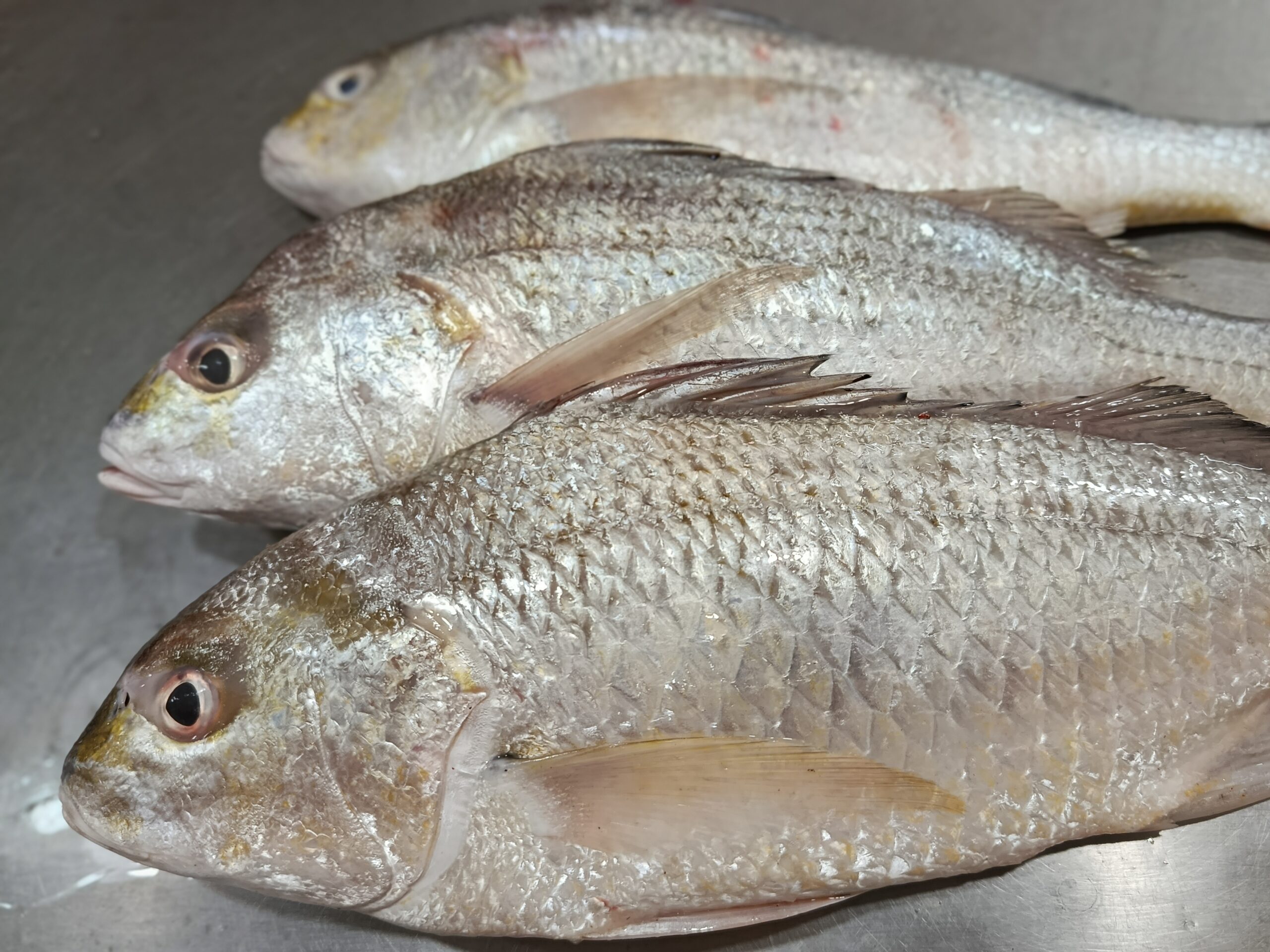 Fresh Datina Koral premium sea fish displayed on a seafood preparation table in Bangladesh