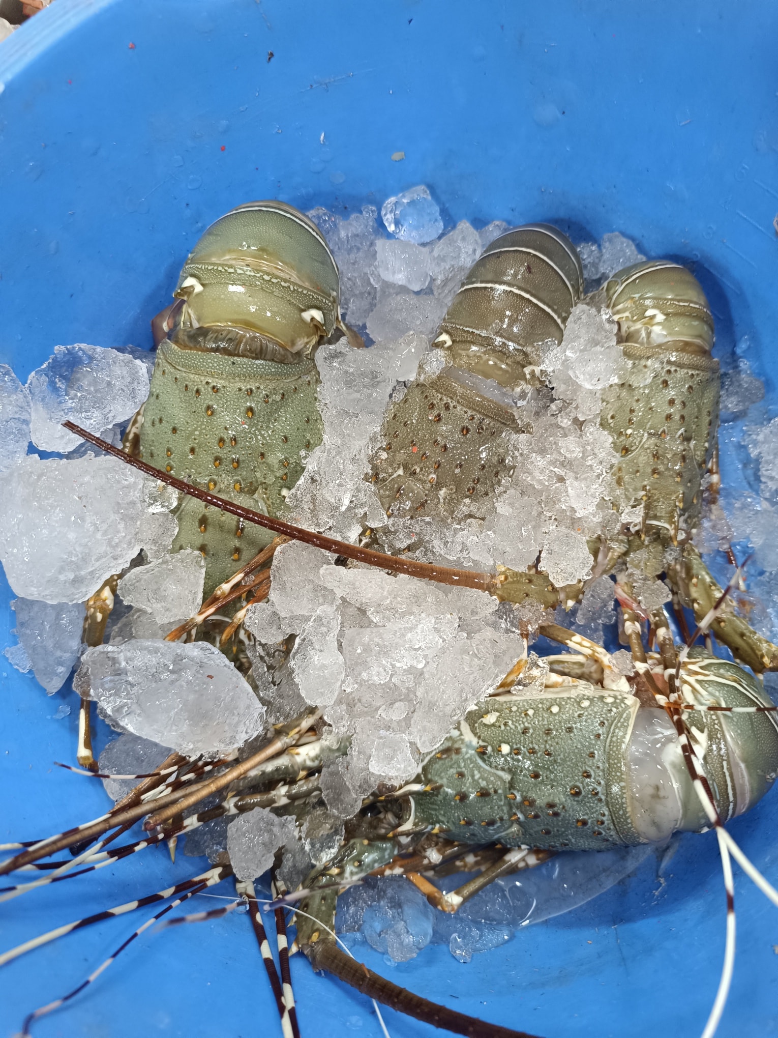 Lobster - Image 3