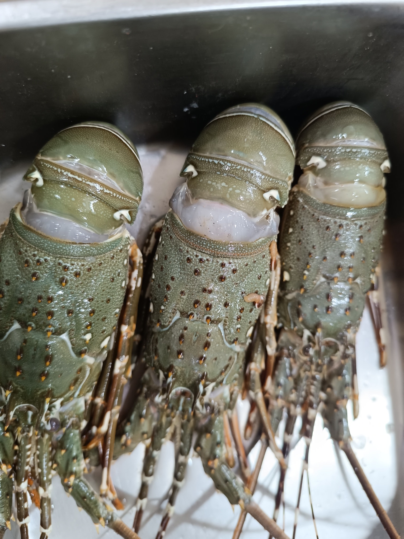 Lobster - Image 4