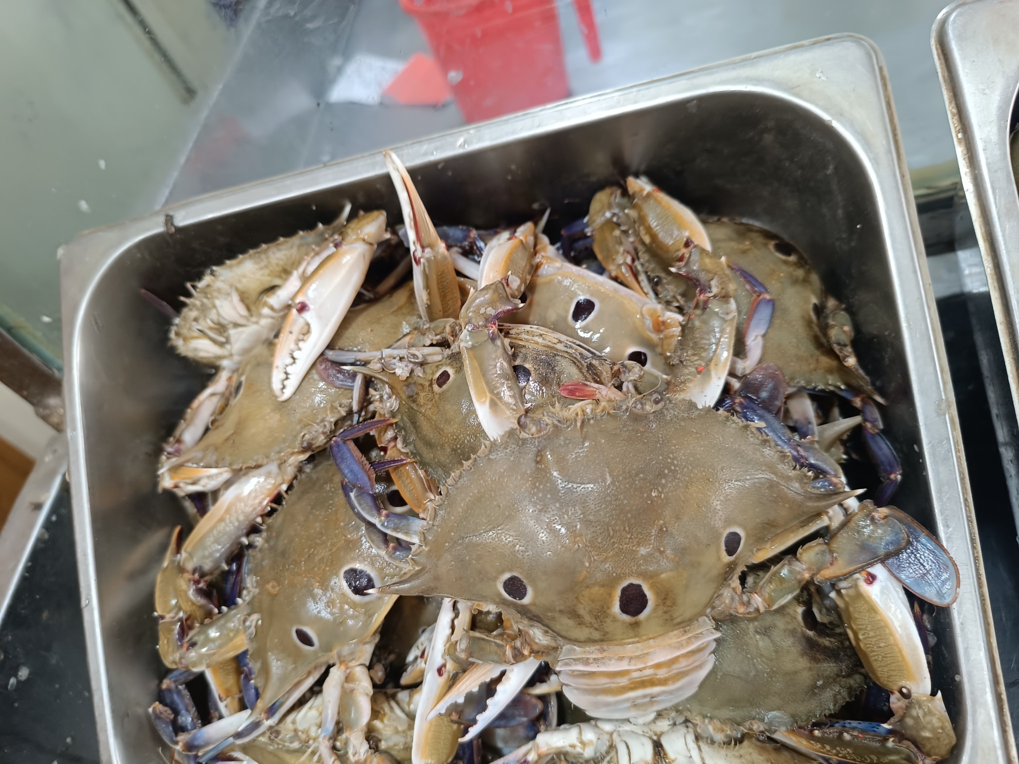3 Spot Crab - Image 2