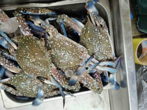 Fresh Bluesing Crabs with mottled olive-green shells and vibrant blue legs displayed on ice in a stainless steel market tray