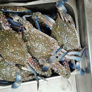 Fresh Bluesing Crabs with mottled olive-green shells and vibrant blue legs displayed on ice in a stainless steel market tray