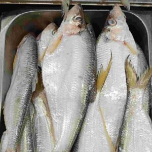 Fresh Choikka sea fish displayed at a seafood market, silver-bodied coastal fish with yellow fins, popular marine fish from Bangladesh.