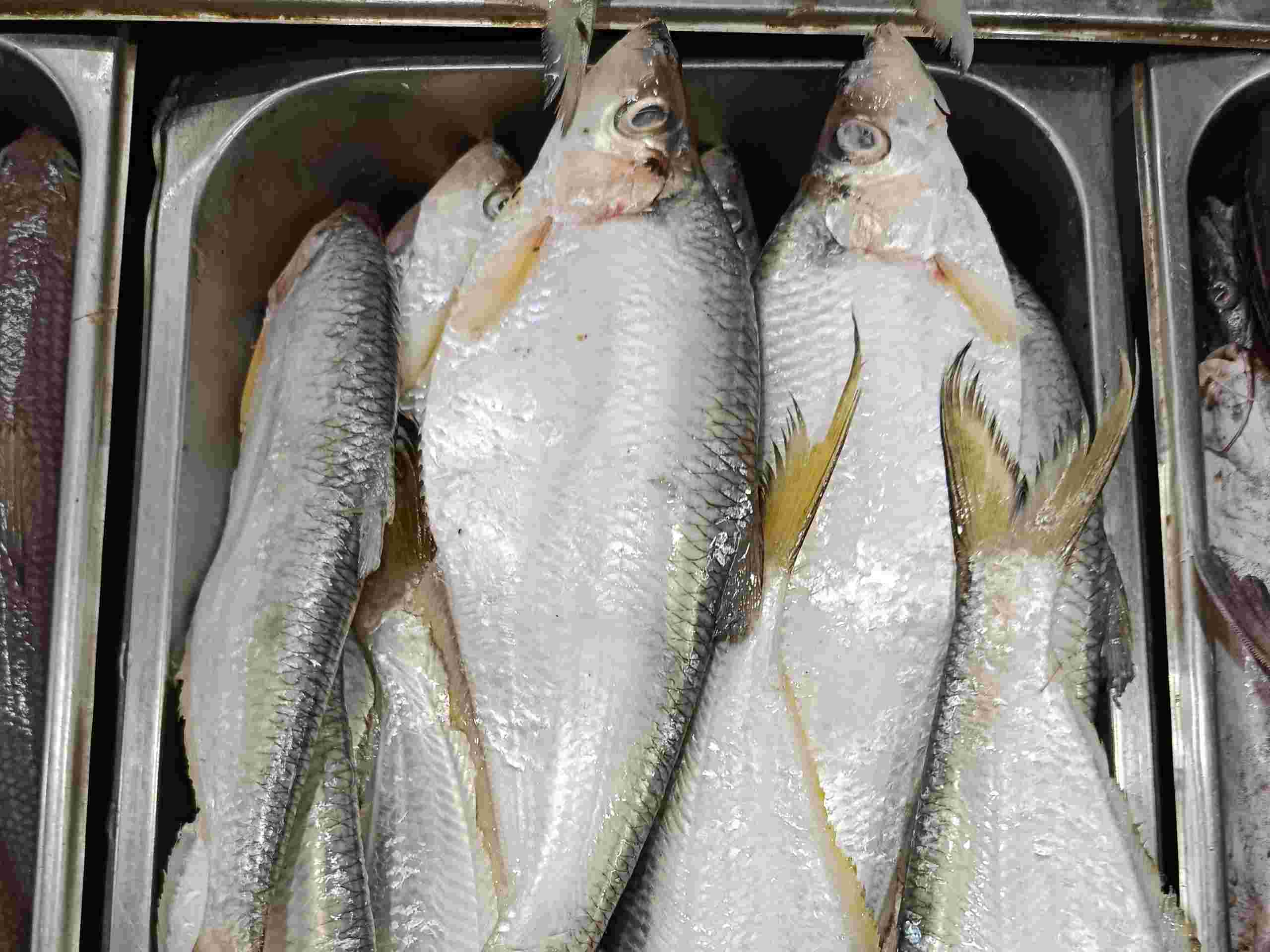 Fresh Choikka sea fish displayed at a seafood market, silver-bodied coastal fish with yellow fins, popular marine fish from Bangladesh.