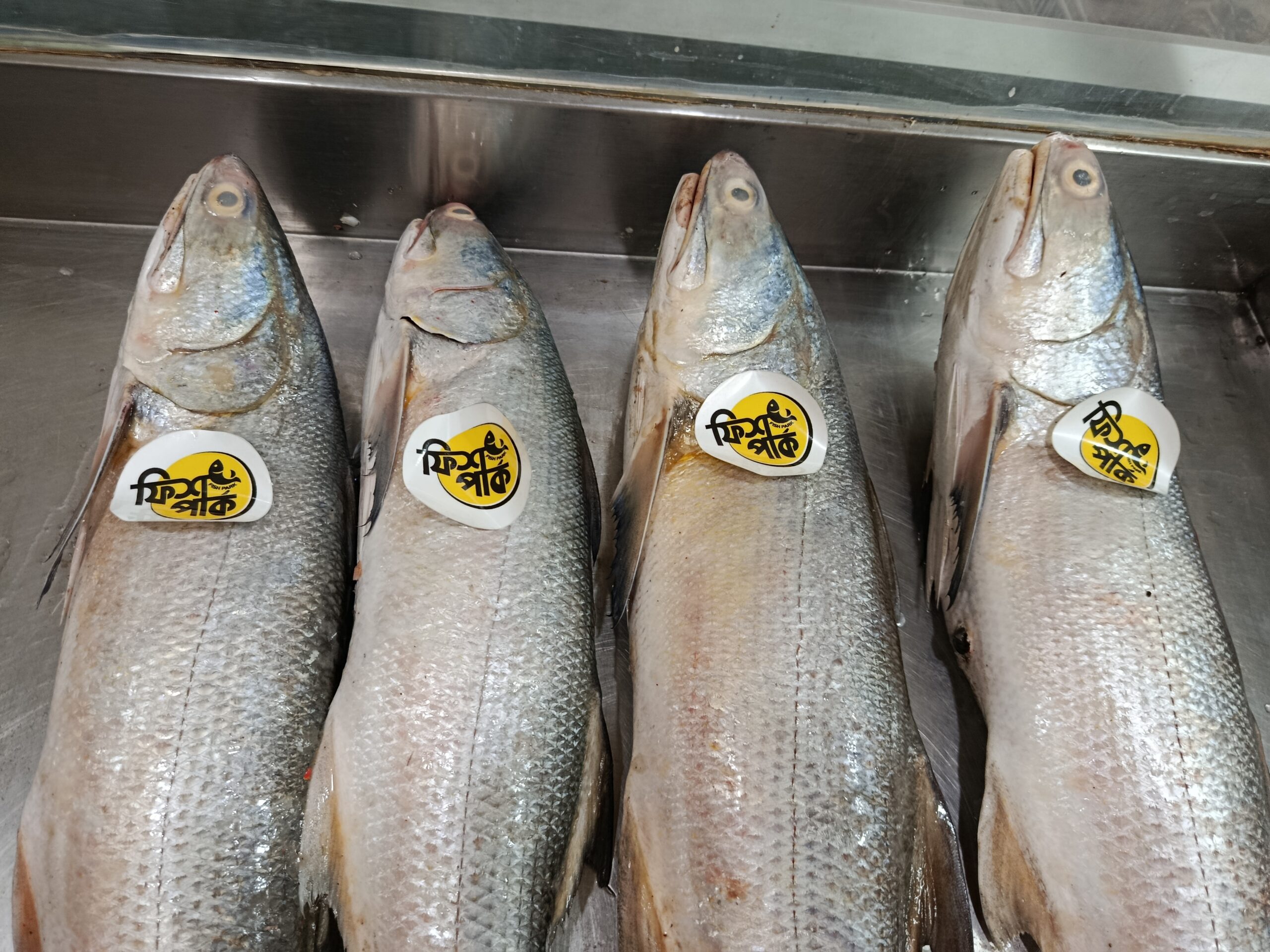 Tailla or Indian Salmon - Image 2