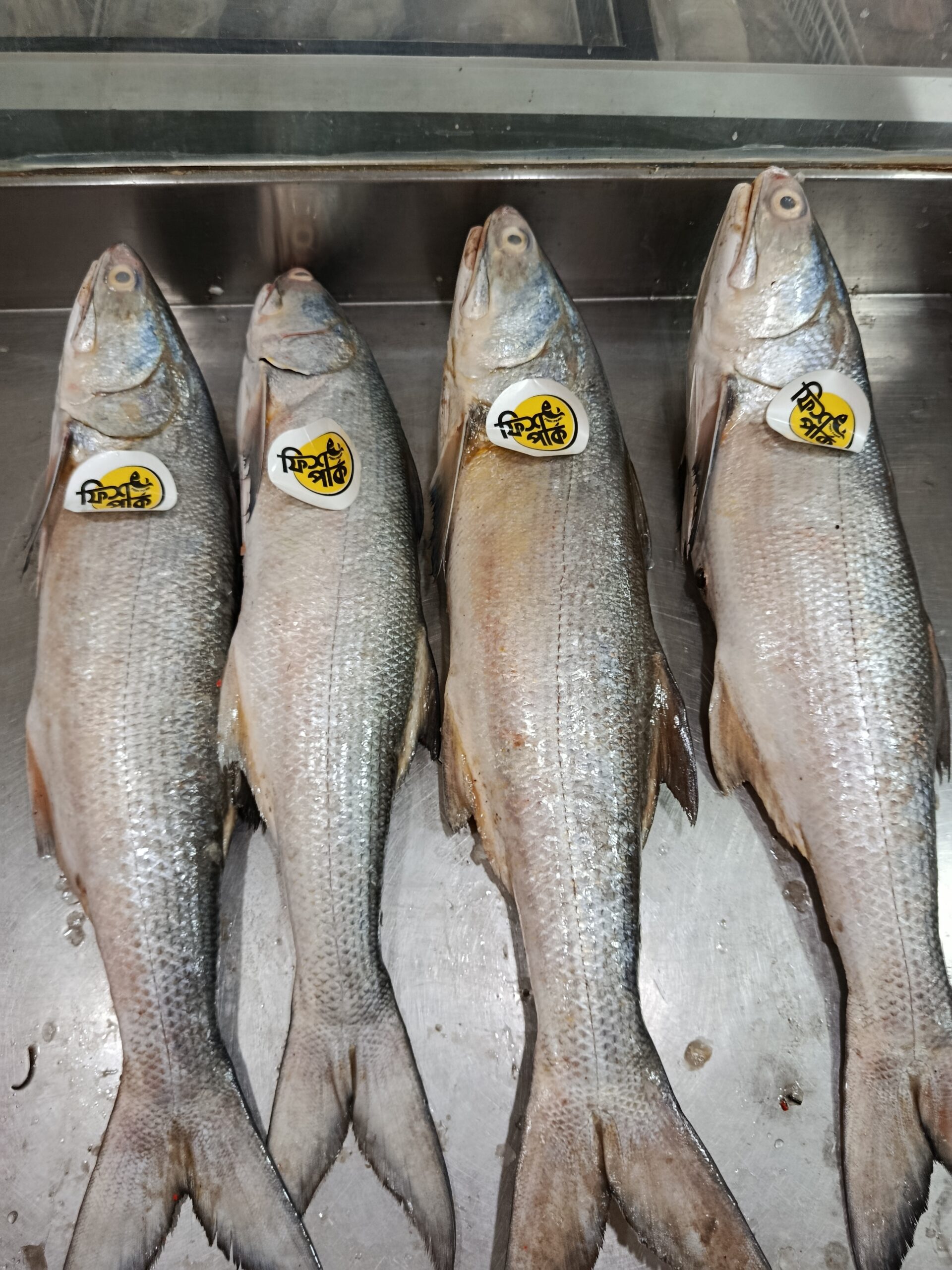 Tailla or Indian Salmon - Image 3