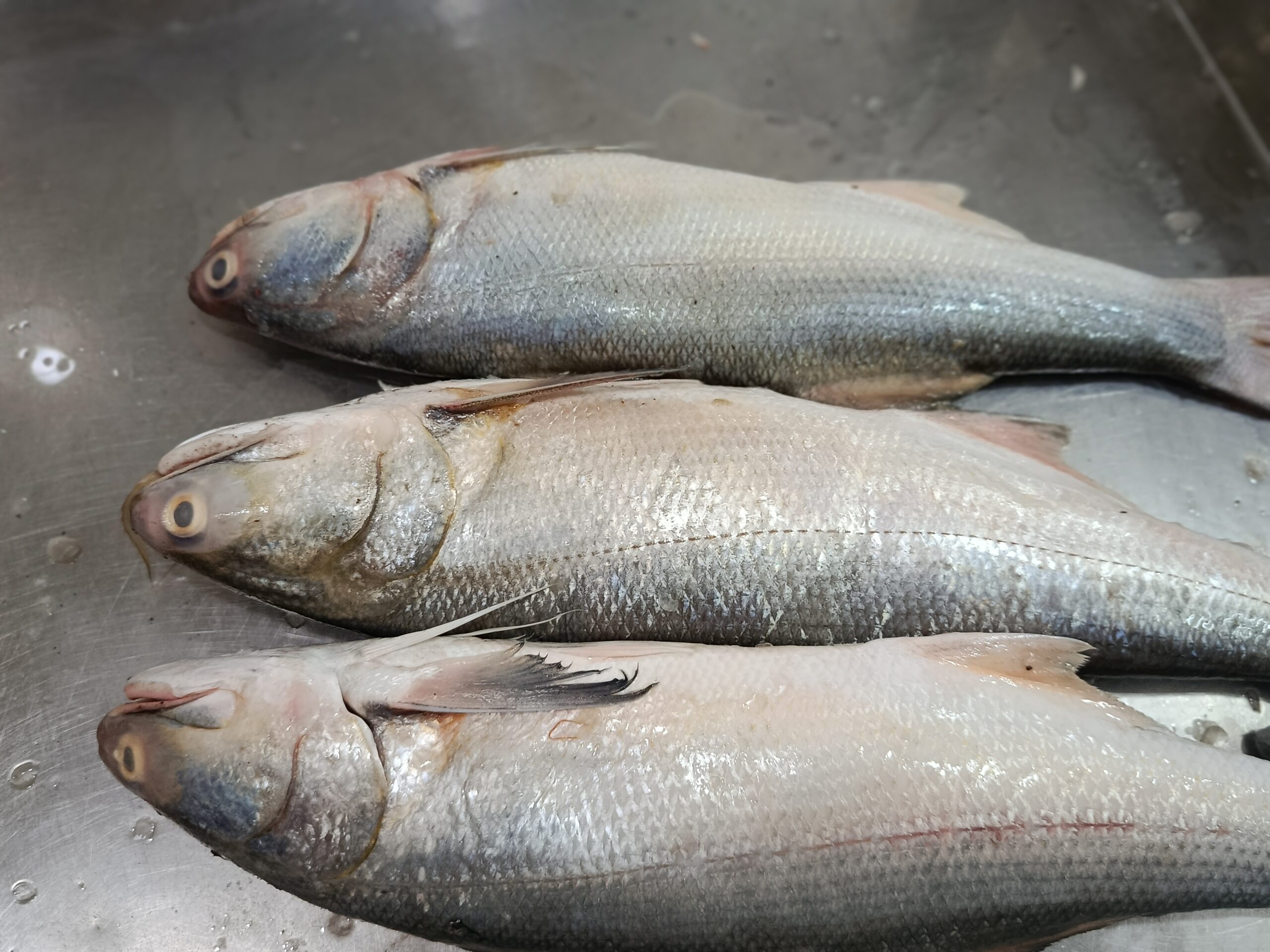 Tailla or Indian Salmon - Image 4