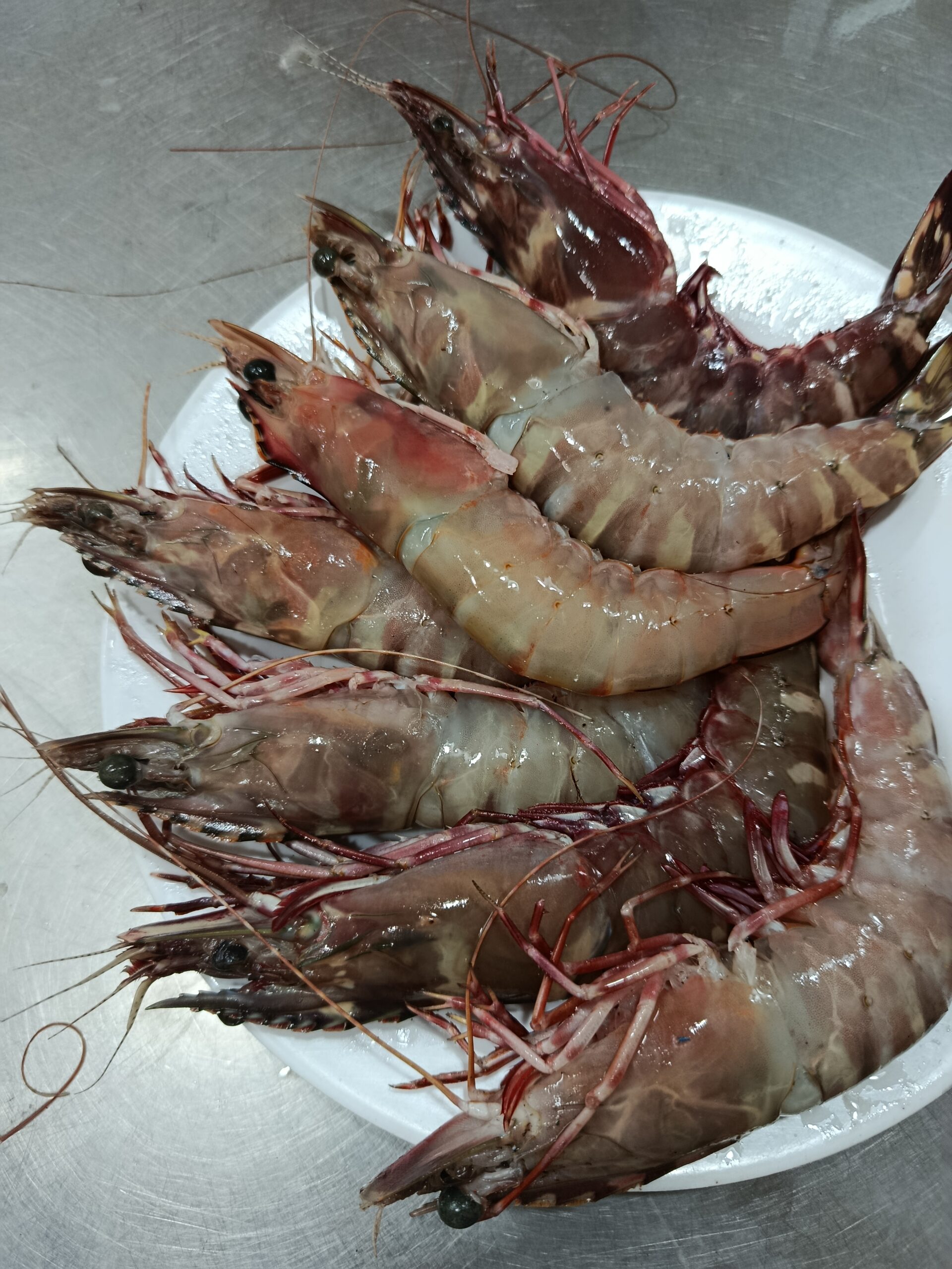 Tiger Shrimp - Image 3