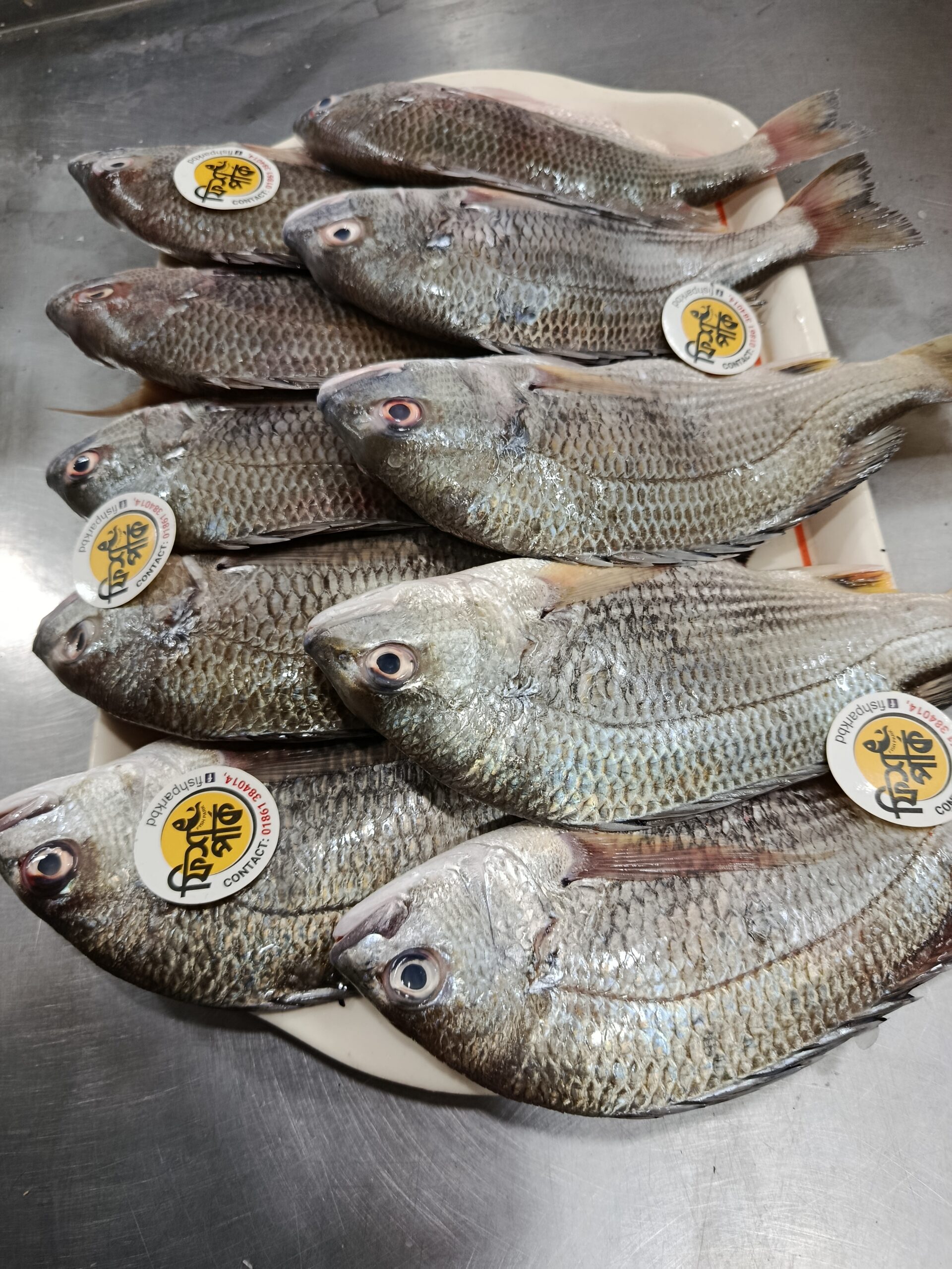 Sea Telapia - Image 2