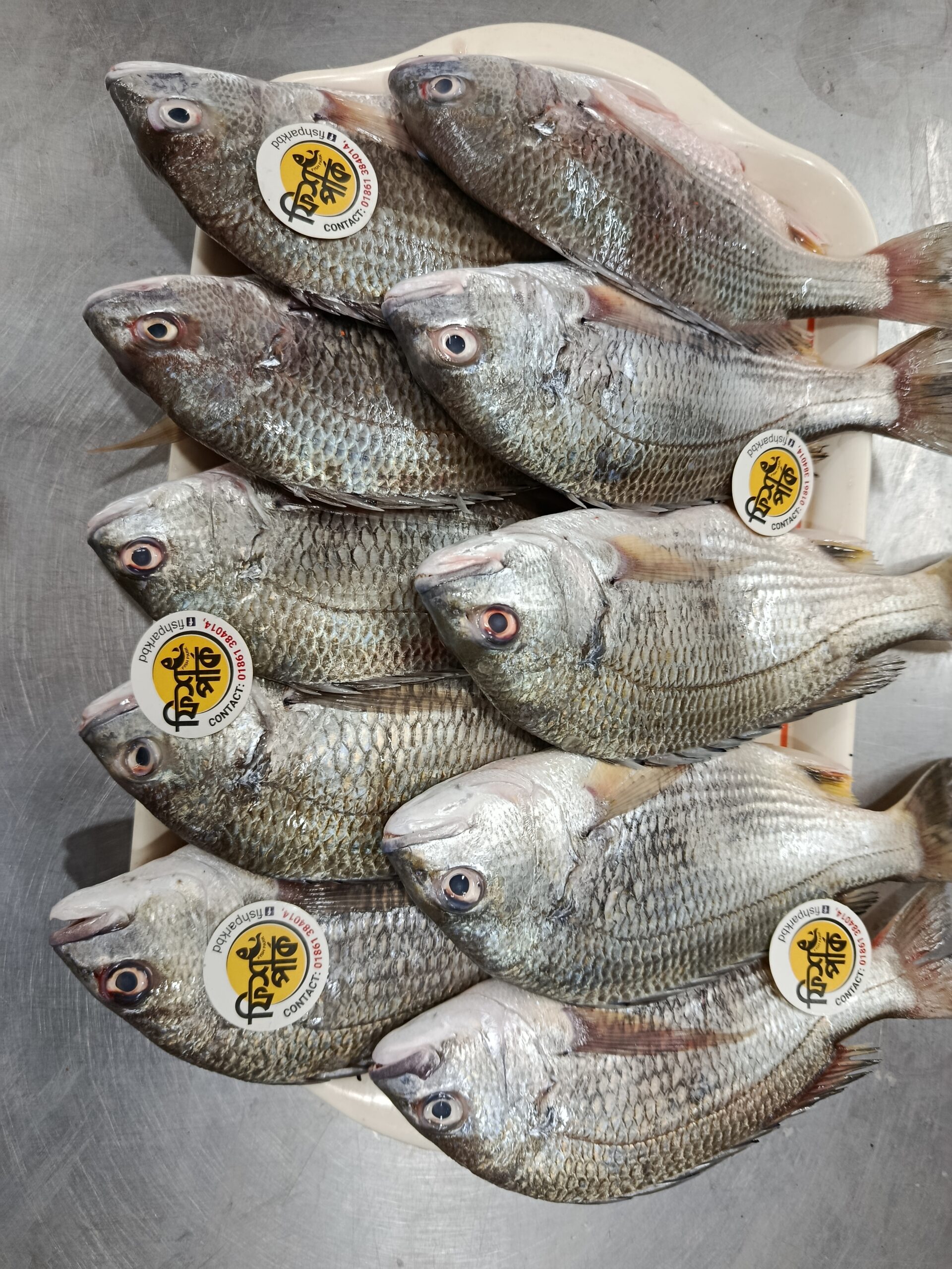 Sea Telapia - Image 3
