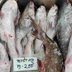 Fresh Choikka sea fish displayed in a seafood market tray, popular coastal fish with silver-gray body, freshly caught from the Bay of Bengal.
