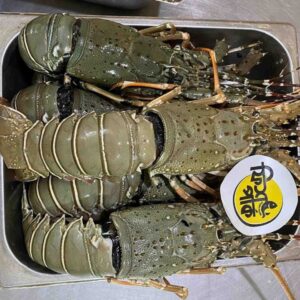 Fresh, whole spiny rock lobsters with olive-green speckled shells arranged neatly in a stainless steel market tray at Fish Park