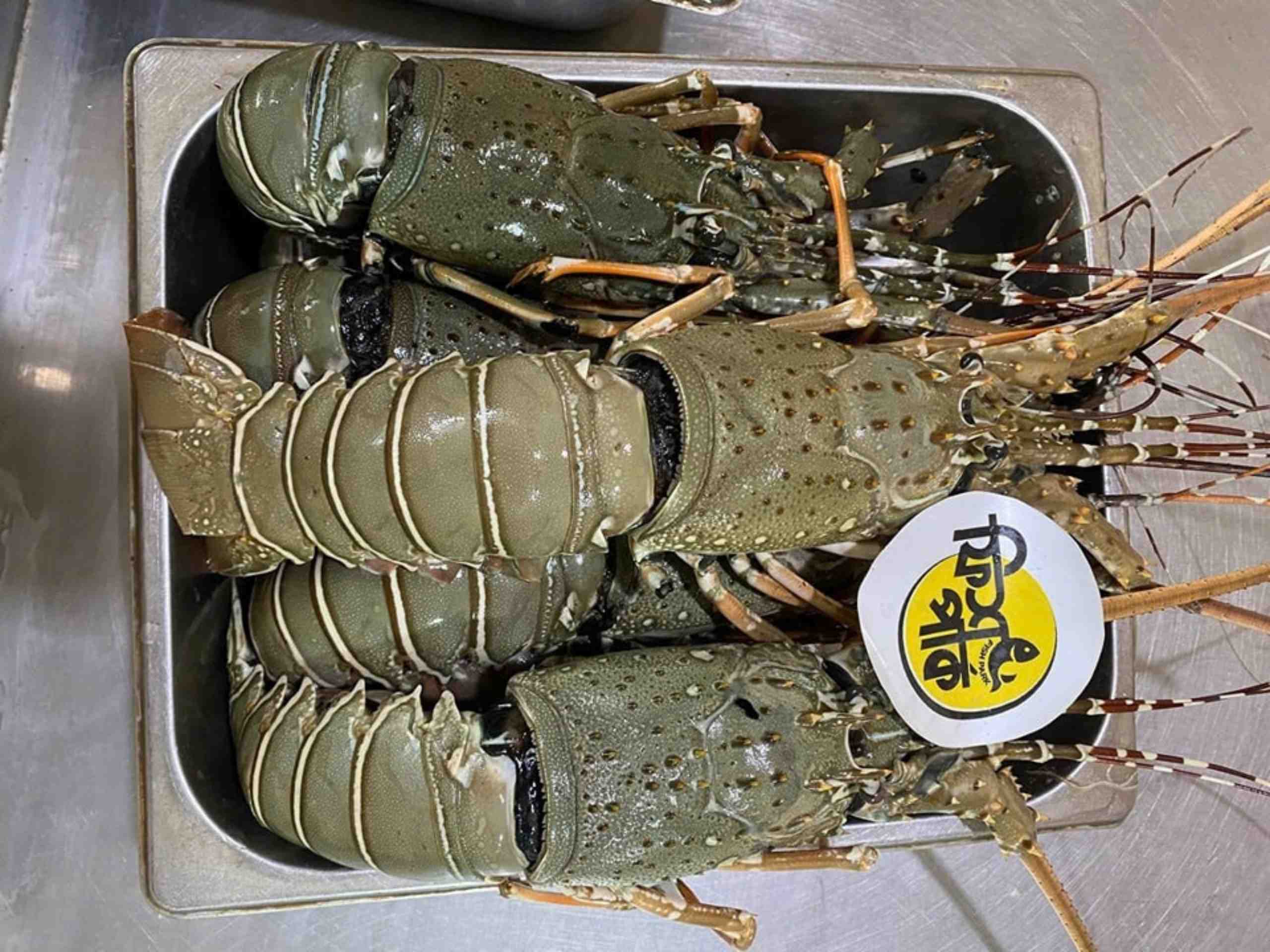 Fresh, whole spiny rock lobsters with olive-green speckled shells arranged neatly in a stainless steel market tray at Fish Park
