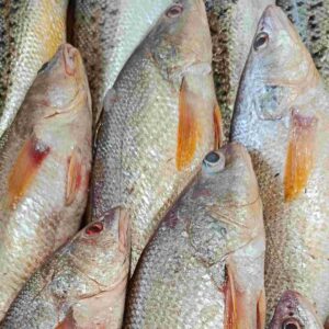 Fresh Red Jew sea fish displayed at a seafood market, silver-bodied marine fish with distinctive orange fins, popular coastal fish from Bangladesh.