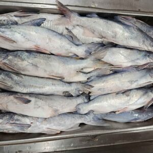 A batch of fresh Rita fish stacked neatly in a stainless steel tray, showcasing this popular sea fish