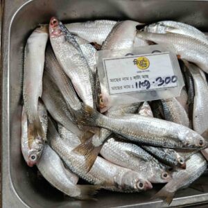 Freshly caught Sea Bata fish for sale by the kilogram, popular silver sea fish