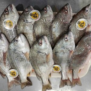 Fresh Sea Telapia fish with clear eyes and silver scales neatly arranged on a display tray, sourced from Fish Park