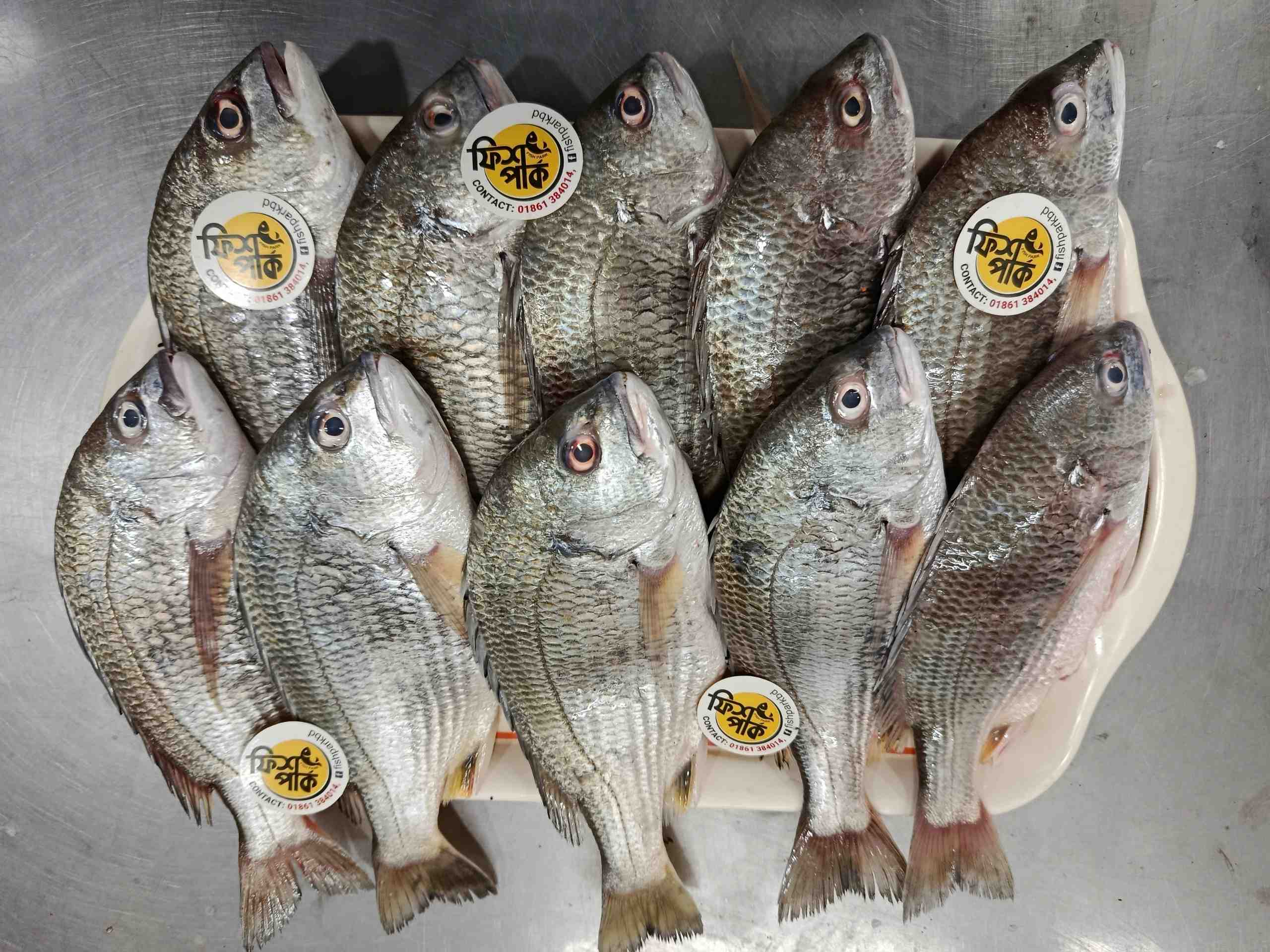 Fresh Sea Telapia fish with clear eyes and silver scales neatly arranged on a display tray, sourced from Fish Park