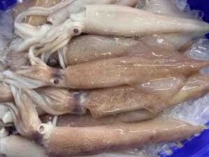 Fresh, glossy whole squids with tentacles laid over a bed of crushed ice in a blue storage bin