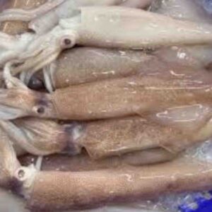 Fresh, glossy whole squids with tentacles laid over a bed of crushed ice in a blue storage bin