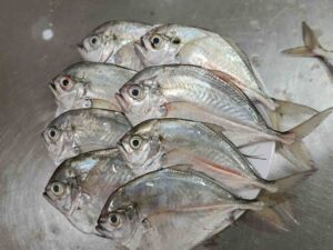 A stack of fresh, whole Tekchanda fish displaying clear eyes and shiny silver scales arranged on a plate, categorized under popular sea fish
