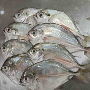 A stack of fresh, whole Tekchanda fish displaying clear eyes and shiny silver scales arranged on a plate, categorized under popular sea fish