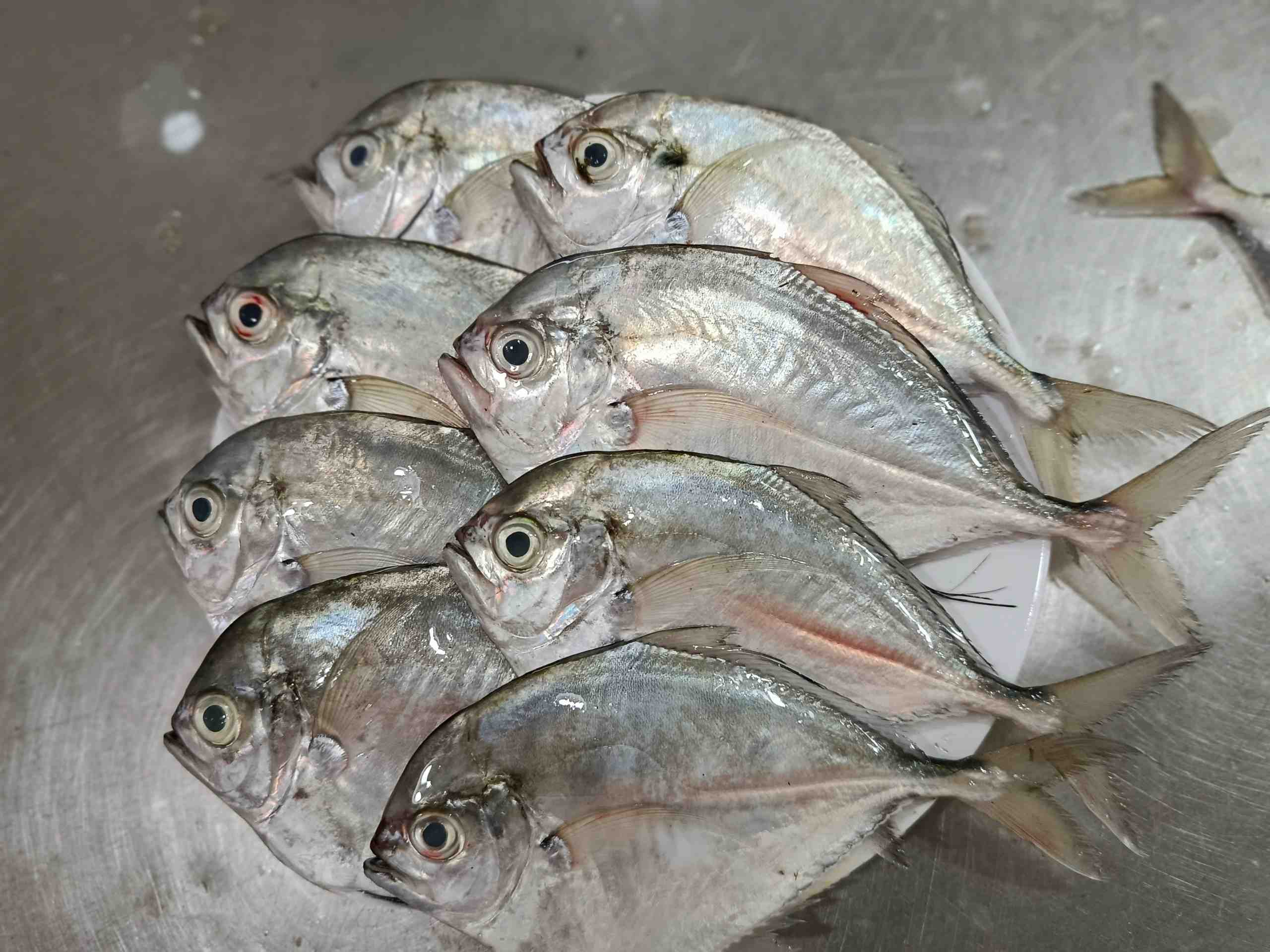 A stack of fresh, whole Tekchanda fish displaying clear eyes and shiny silver scales arranged on a plate, categorized under popular sea fish