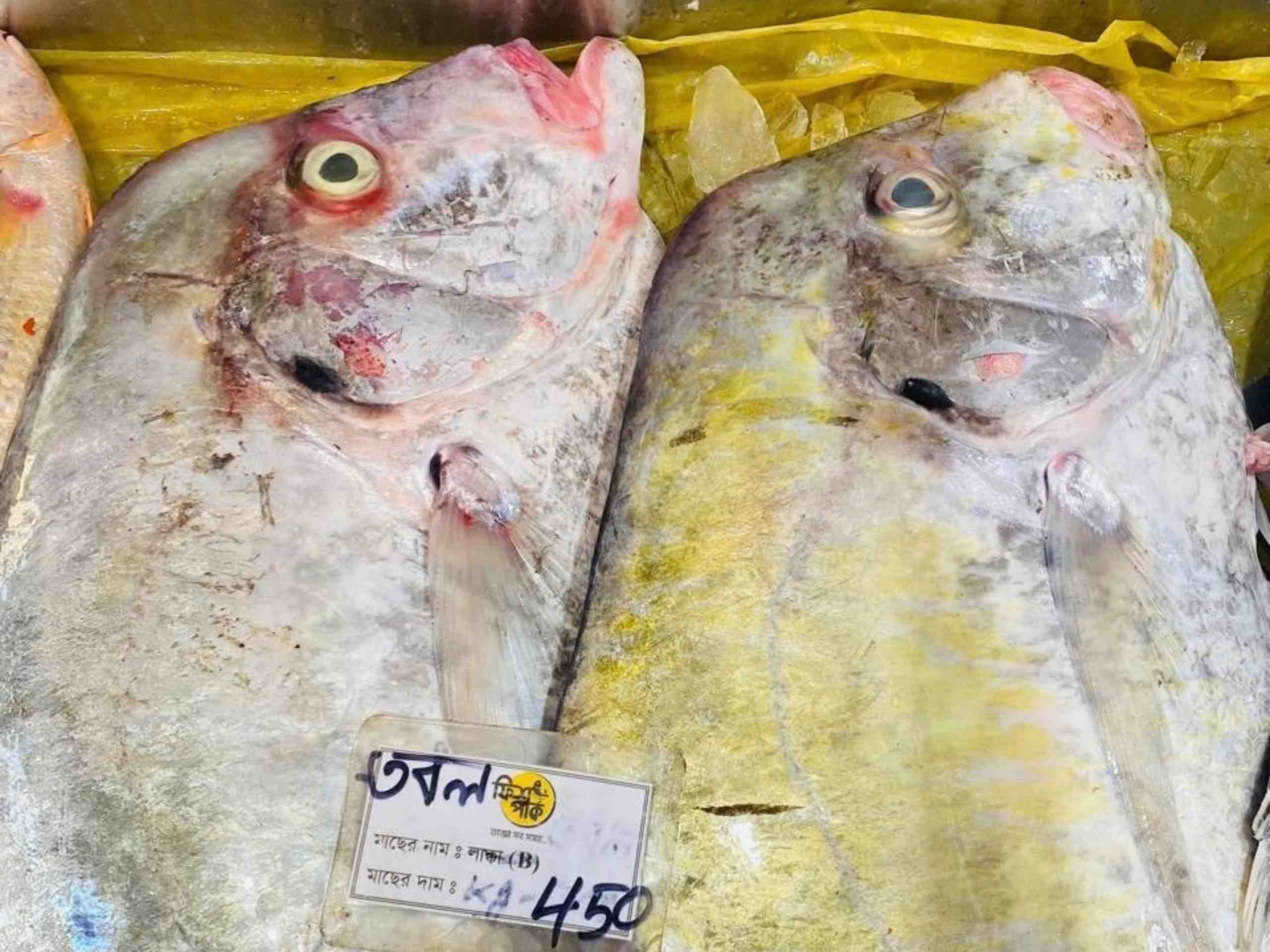 Two large, fresh whole Tobol fish displayed on a bed of ice with a price label at a seafood market