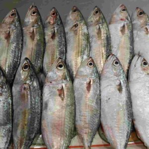 Fresh whole Ayla fish displaying sleek silver bodies with subtle gold and green hues, arranged neatly in two rows on a retail cutting board.