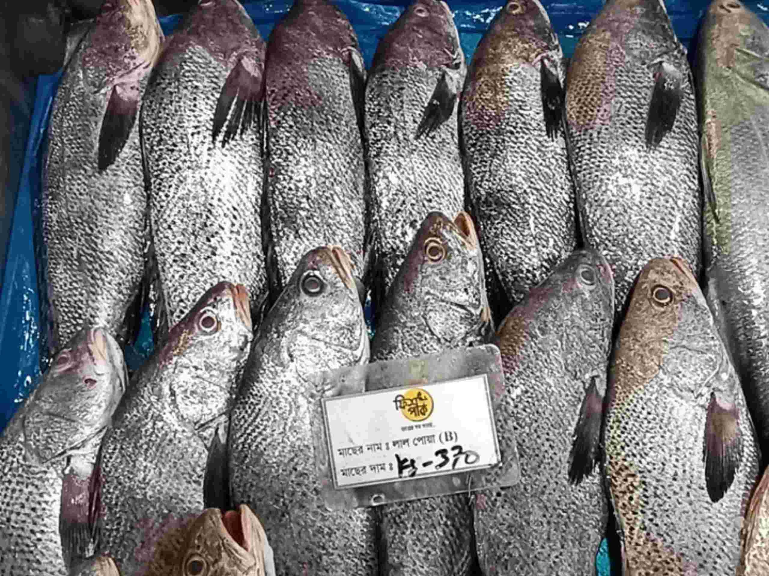 Fresh whole Black Jew fish displaying shimmering silver-dark scales, arranged neatly on a blue liner inside a retail display bin alongside a Fish Park price label.