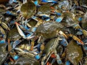A large pile of fresh live blue crabs displaying vibrant blue legs and orange-tipped claws in a seafood market selection