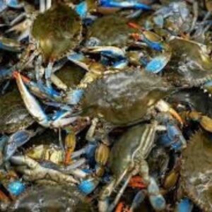 A large pile of fresh live blue crabs displaying vibrant blue legs and orange-tipped claws in a seafood market selection