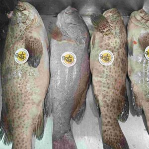 Fresh whole premium Hamour fish with distinctive spots and quality assurance stickers from Fish Park, displayed on ice for retail.
