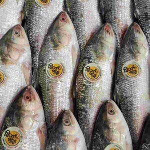 Fresh whole premium Hilsha fish with bright silver scales and authentic Fish Park quality brand stickers, neatly arranged on ice.