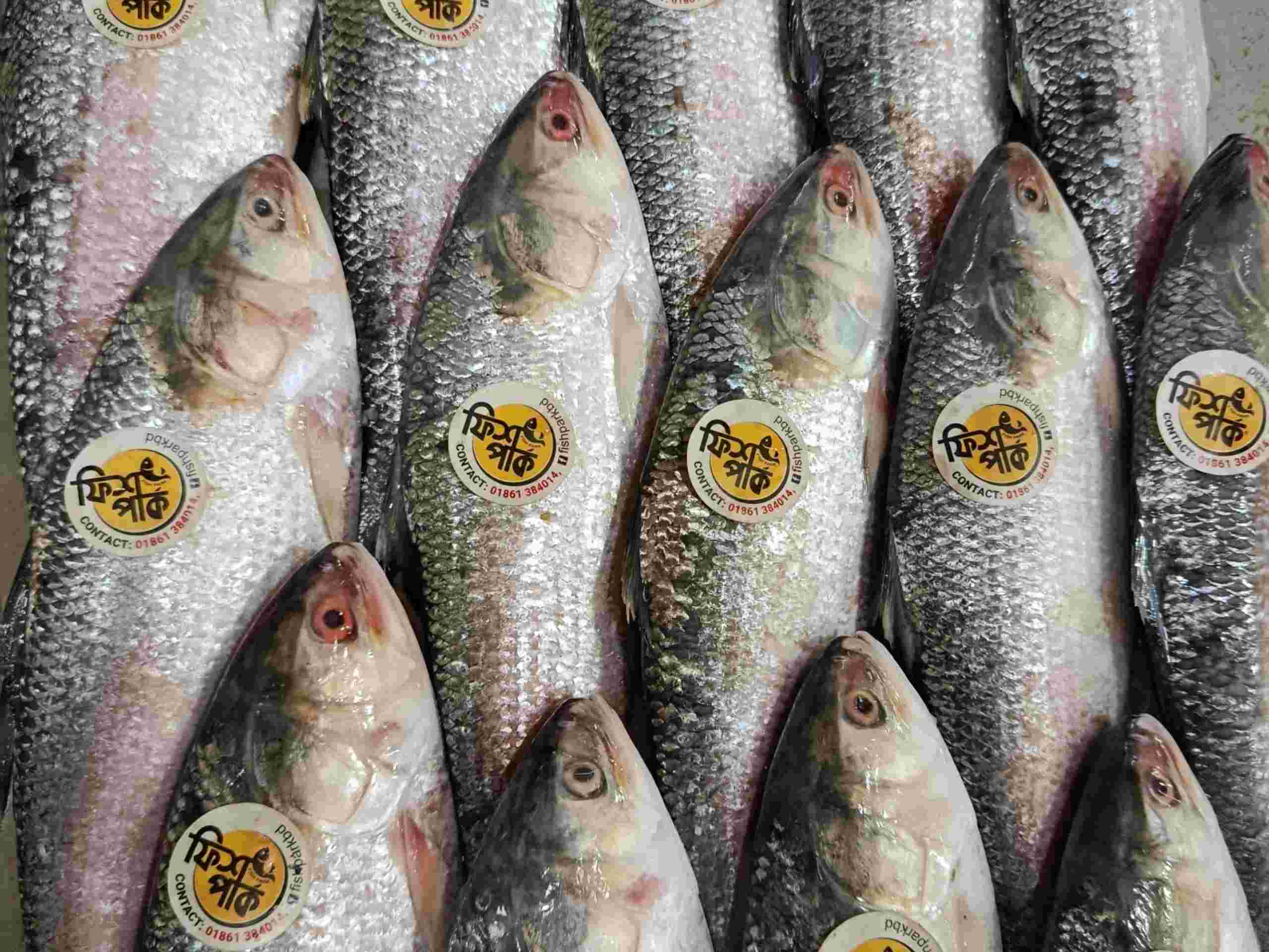 Fresh whole premium Hilsha fish with bright silver scales and authentic Fish Park quality brand stickers, neatly arranged on ice.