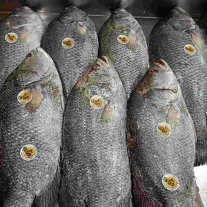 Fresh whole premium Koi Koral fish featuring thick textured scales and quality assurance labels from Fish Park, neatly displayed on a commercial metal tray.