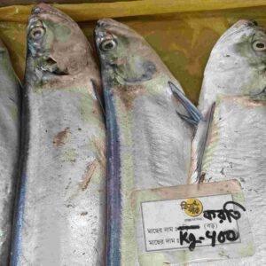 Fresh whole premium Korati fish featuring sleek silver skin, arranged neatly next to an official Fish Park price tag labeled in Bengali as "Korati Boro."
