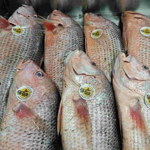 Fresh whole premium Red Snapper fish with distinct rosy-pink scales and circular Fish Park quality assurance labels, neatly displayed inside a stainless steel retail tray.