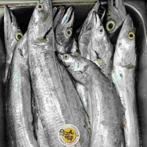Fresh whole premium silver Ribbon fish with large clear eyes, packaged with an official circular Fish Park sticker inside a metal storage container.
