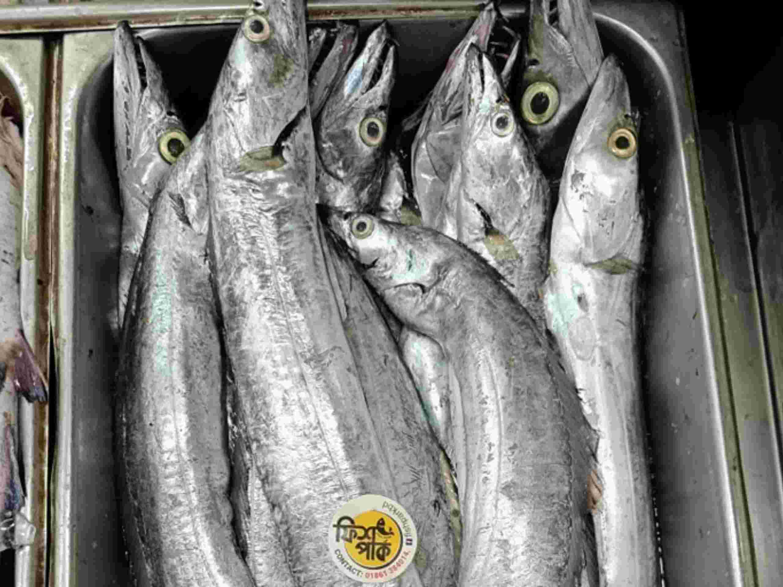 Fresh whole premium silver Ribbon fish with large clear eyes, packaged with an official circular Fish Park sticker inside a metal storage container.
