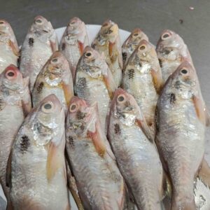 Fresh raw S. Taila fish arranged neatly on a plate, showcasing its shiny silver scales and premium quality sea fish texture
